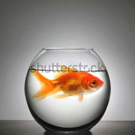 Peixe-dourado saltando fora água escritório vidro Foto stock © mikdam