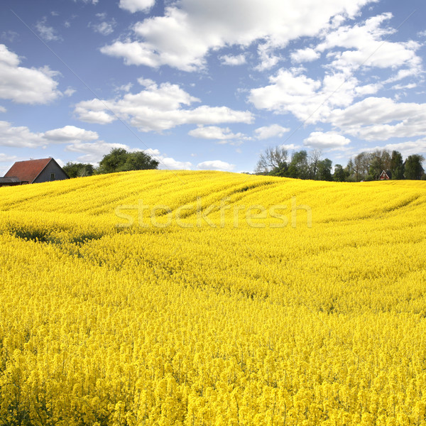 yellow field with oil seed rape in early spring Stock photo © mikdam