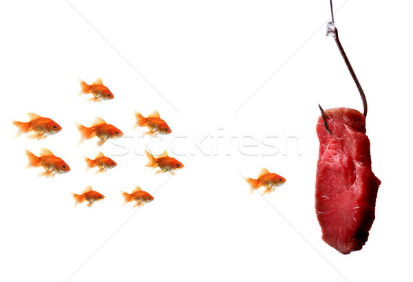金魚 看 餌 孤立 白 魚 商業照片 © mikdam