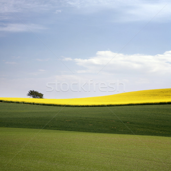 yellow field with oil seed rape in early spring Stock photo © mikdam