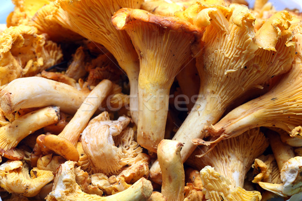 Fresh chanterelle Stock photo © mikdam