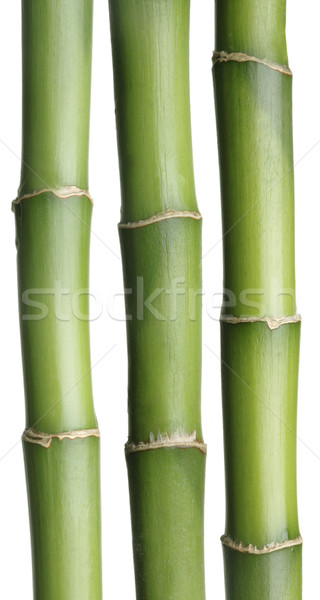 Foto stock: Verde · bambu · isolado · branco
