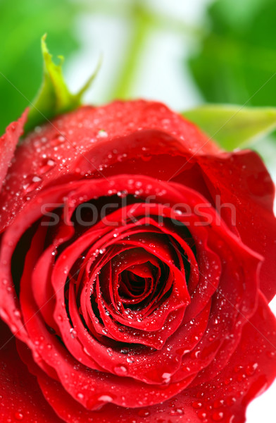 Rose on White  Stock photo © mikdam