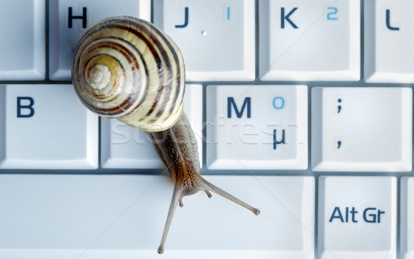 Close up of a snail on a laptop  Stock photo © mikdam