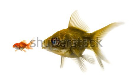 The bigger fish tries to eat the small one. Stock photo © mikdam