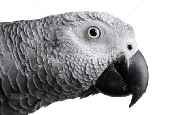 African Grey Parrot Stock photo © mikdam