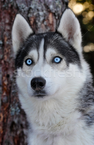 Foto d'archivio: Husky · cane · ritratto · testa