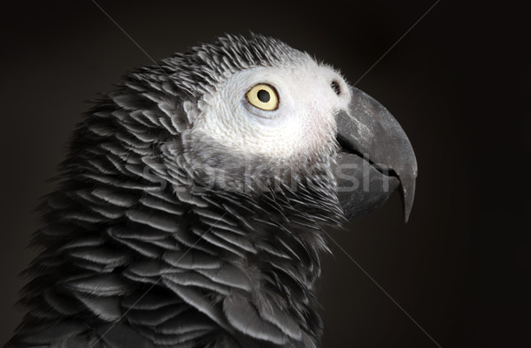 Afrikaanse grijs papegaai Stockfoto © mikdam