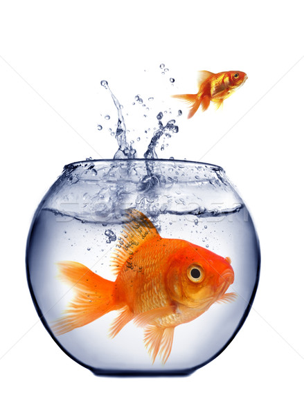 Goldfisch springen heraus Wasser Fisch orange Stock foto © mikdam