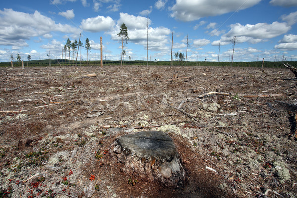 Zerstörung Wald natürlichen nördlich Schweden Stock foto © mikdam
