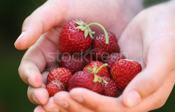strawberries Stock photo © mikdam