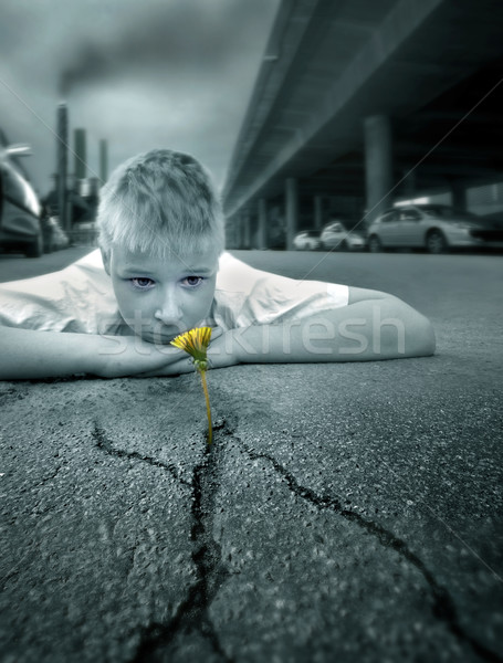 Boy and a flower Stock photo © mikdam