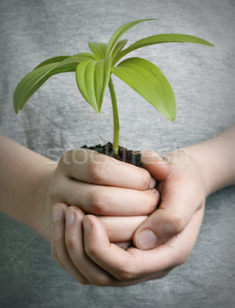 Boy holding seedling Stock photo © mikdam