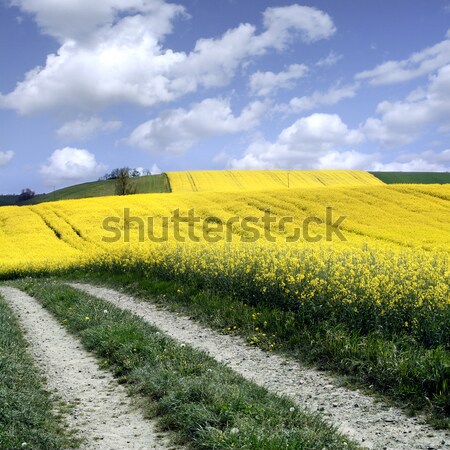 żółty dziedzinie oleju nasion wcześnie Zdjęcia stock © mikdam
