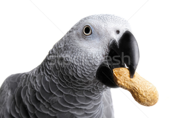 	African Grey Parrot Stock photo © mikdam