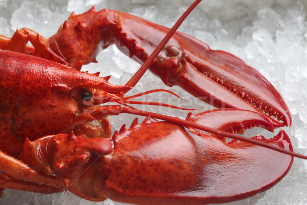 Rouge homard glace alimentaire Photo stock © mikdam