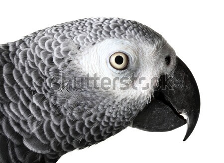 African Grey Parrot isolated on a white background Stock photo © mikdam