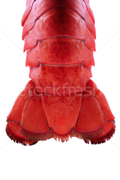  Lobster Tail - Backlit  Stock photo © mikdam