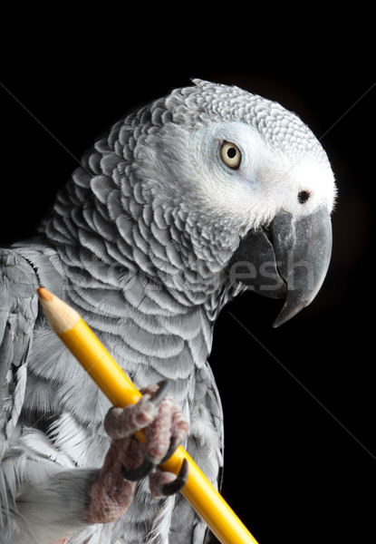 Parrot Holding Pencil Stock photo © mikdam