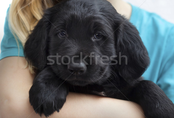  girl with puppy dog Stock photo © mikdam