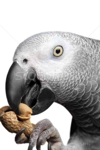 African Grey Parrot Stock photo © mikdam