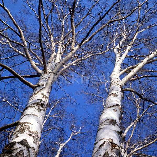 Betulla alberi cielo albero blu Foto d'archivio © mikdam