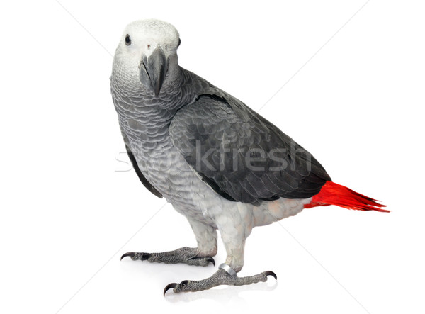 African Grey Parrot isolated on a white background Stock photo © mikdam
