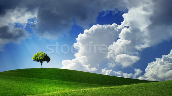 Lonely tree on green filed Stock photo © mikdam