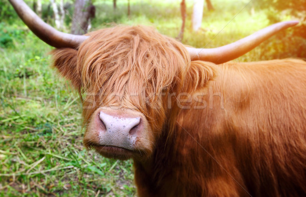 Bydła w górę blisko krowy zwierząt Zdjęcia stock © mikdam