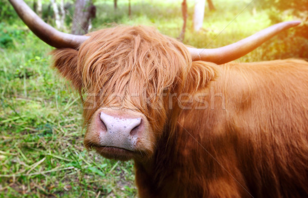 Longhaired Cattle Up Close Stock Photo C Mikael Damkier Mikdam
