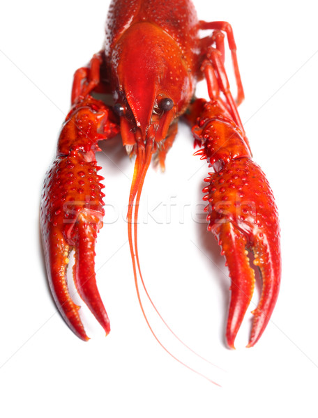  red crawfish on white background  Stock photo © mikdam