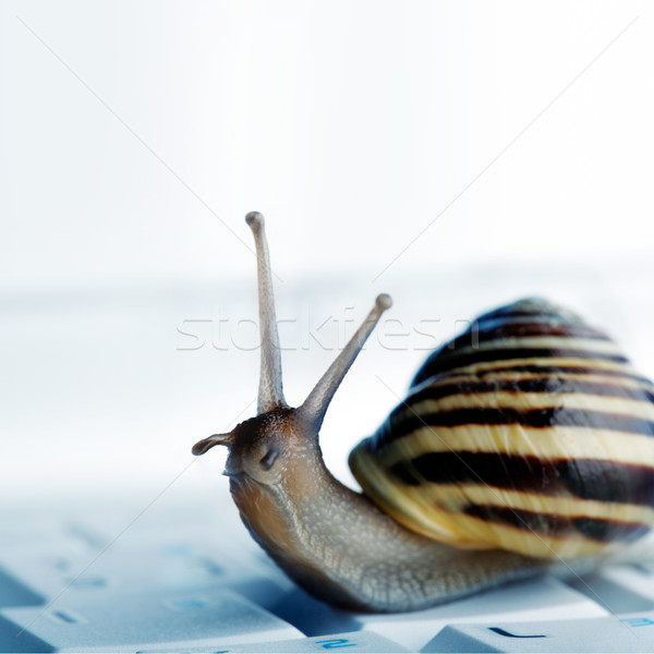 snail on a laptop Stock photo © mikdam