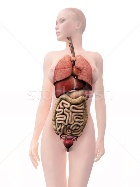 Internen menschlichen Organe Frau Bildung Wissenschaft Stock foto © mike_kiev