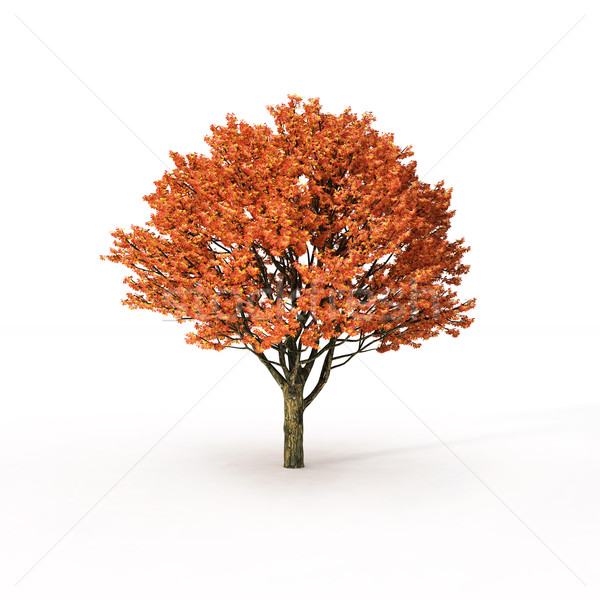 Automne arbre blanche feuille rouge [[stock_photo]] © mike_kiev