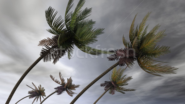 Palmen orkaan hemel bomen macht kokosnoot Stockfoto © mike_kiev