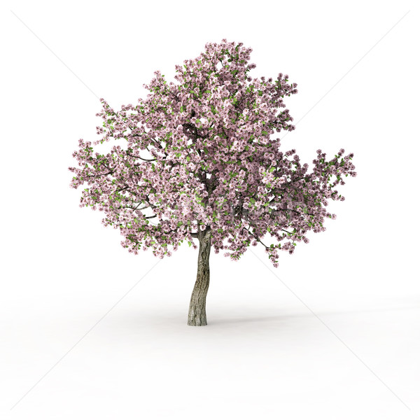 Stockfoto: Bloei · boom · witte · voorjaar · blad · groene