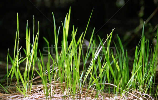 Herbe verte sombre nature vert [[stock_photo]] © mike_kiev