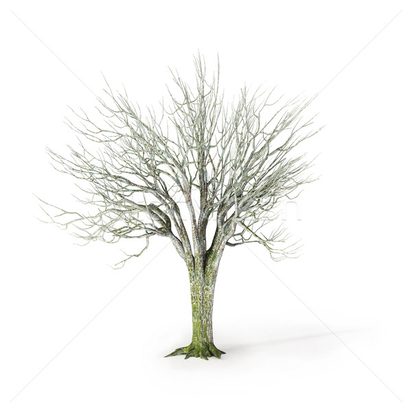 Hiver arbre blanche bois nature [[stock_photo]] © mike_kiev
