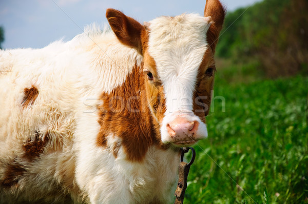 Jonge stier gras zomer koe wolk Stockfoto © mikhail_ulyannik