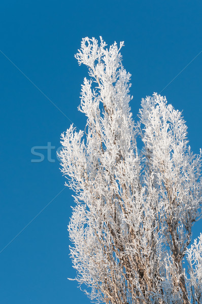 Winter boom gedekt donkere blauwe hemel Stockfoto © mikhail_ulyannik