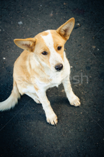 Vergadering Blur grijs haren portret Stockfoto © mikhail_ulyannik