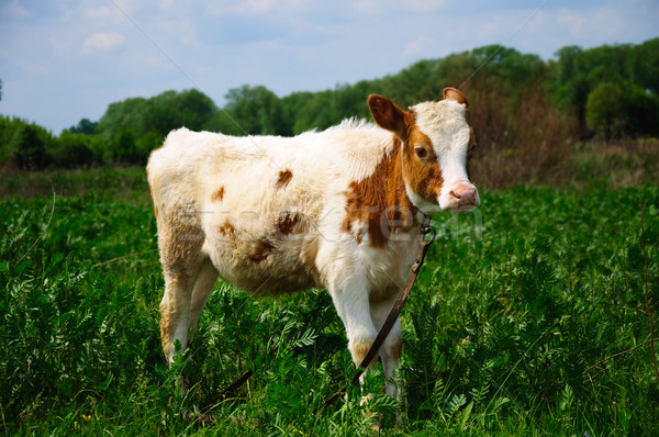 Jonge stier gras natuur zomer koe Stockfoto © mikhail_ulyannik