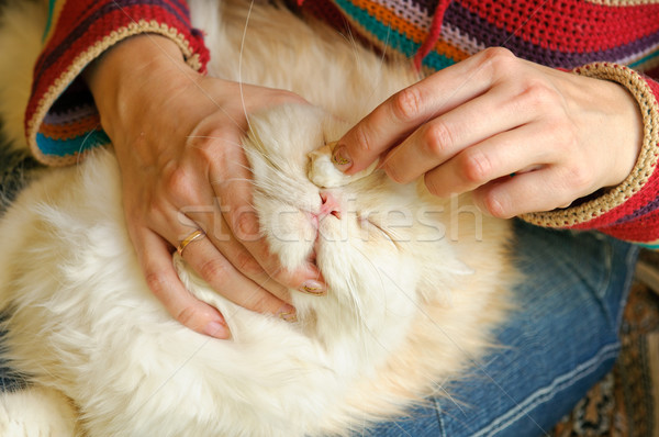 Treatment of cat. The veterinary surgeon wipes eyes to a pet Stock photo © mikhail_ulyannik