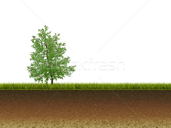 Stock photo: Tree on grass isolated on white