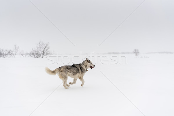 Siberian husky running alone in a white snow fields. Stock photo © MikhailMishchenko