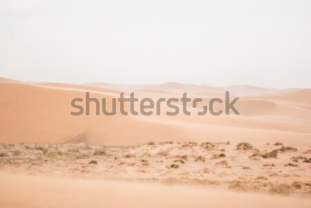 Homok sivatag dél utazás vidék citromsárga Stock fotó © MikhailMishchenko