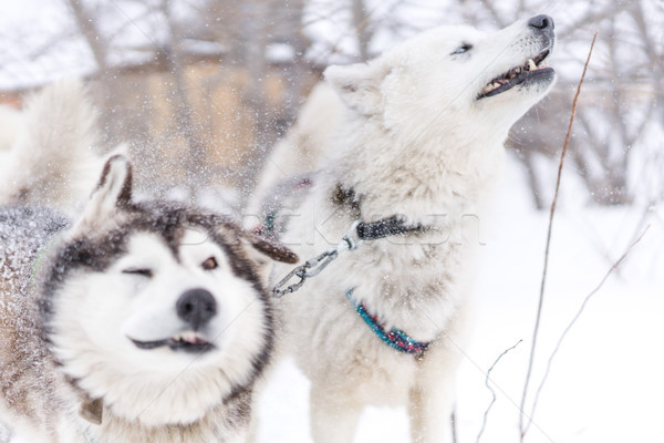 Echipă câini viscol coastă câine zăpadă Imagine de stoc © MikhailMishchenko
