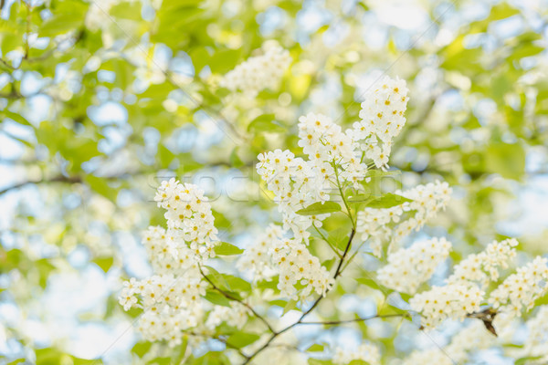 Blooming bird cherry tree Stock photo © MikhailMishchenko