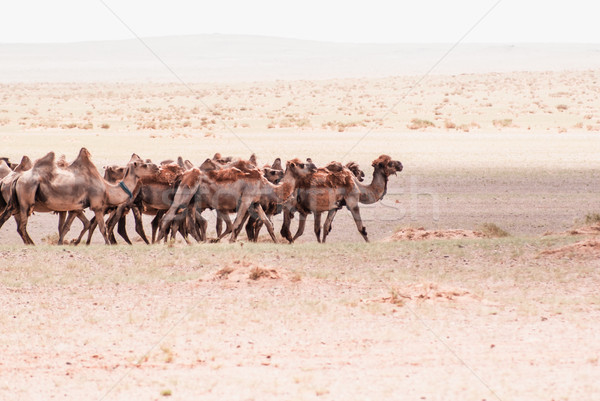 Camels on a sand. Beginning of the Gobi desert Stock photo © MikhailMishchenko