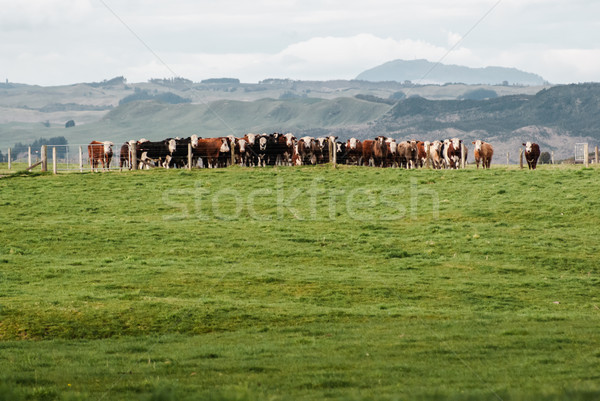 Kühe Bauernhof Wandern New Zealand nördlich Insel Stock foto © MikhailMishchenko